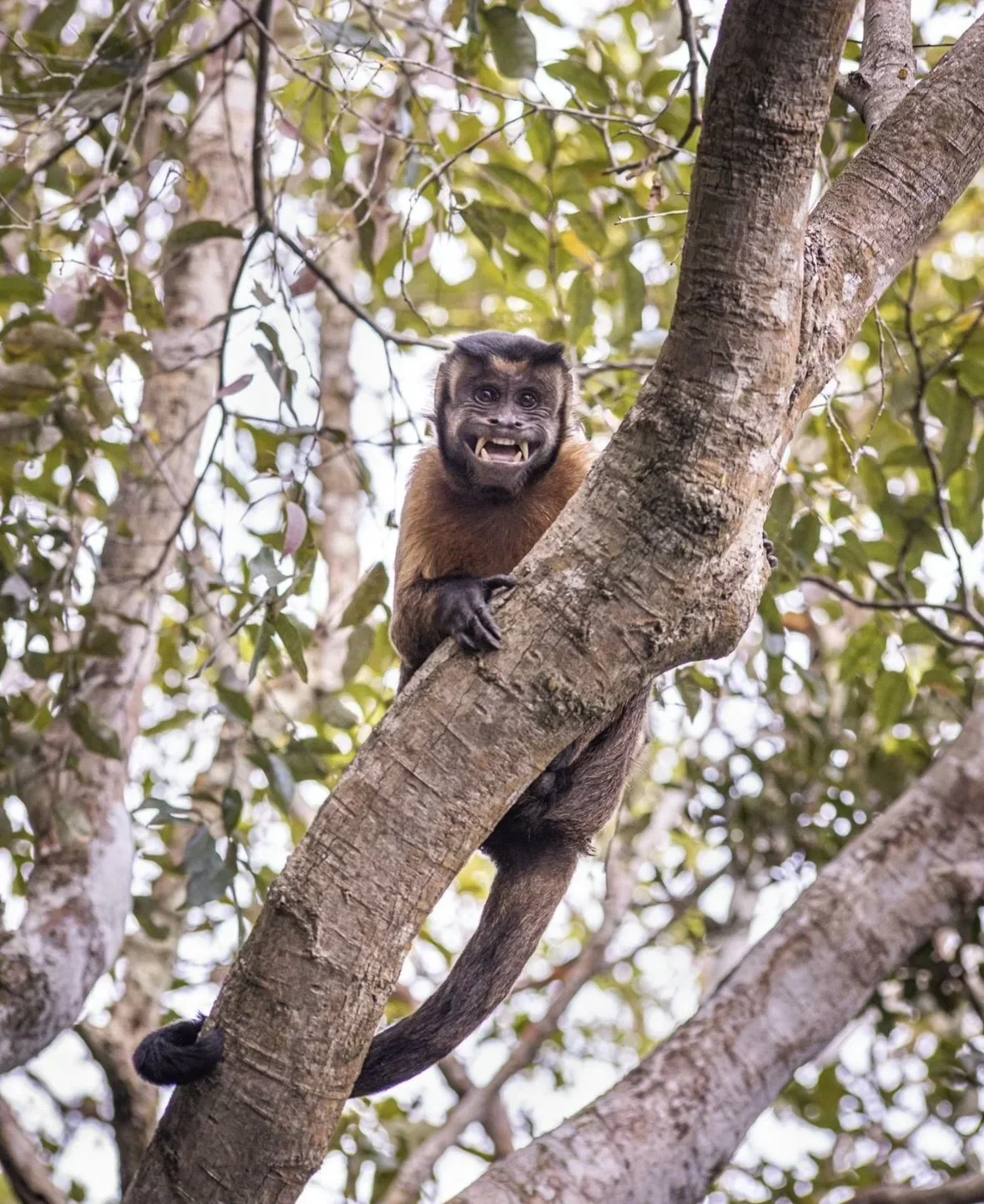 Wildlife observation