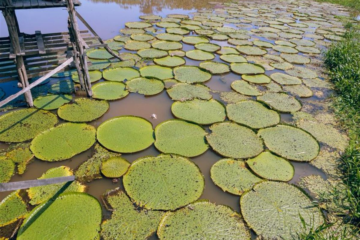 Vitórias-régias gigantes boiando em um lago às margens da floresta amazônica