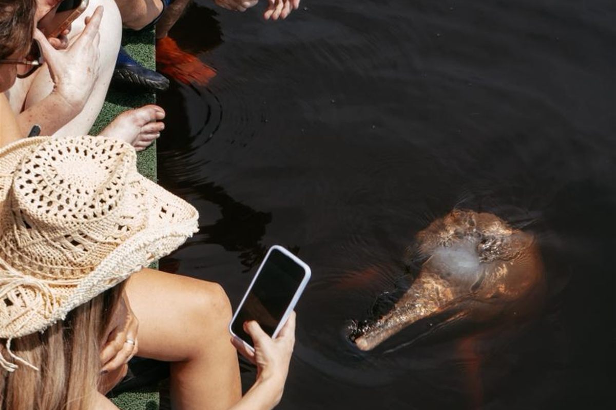 Turistas fotografando um boto-cor-de-rosa que se aproxima do flutuante